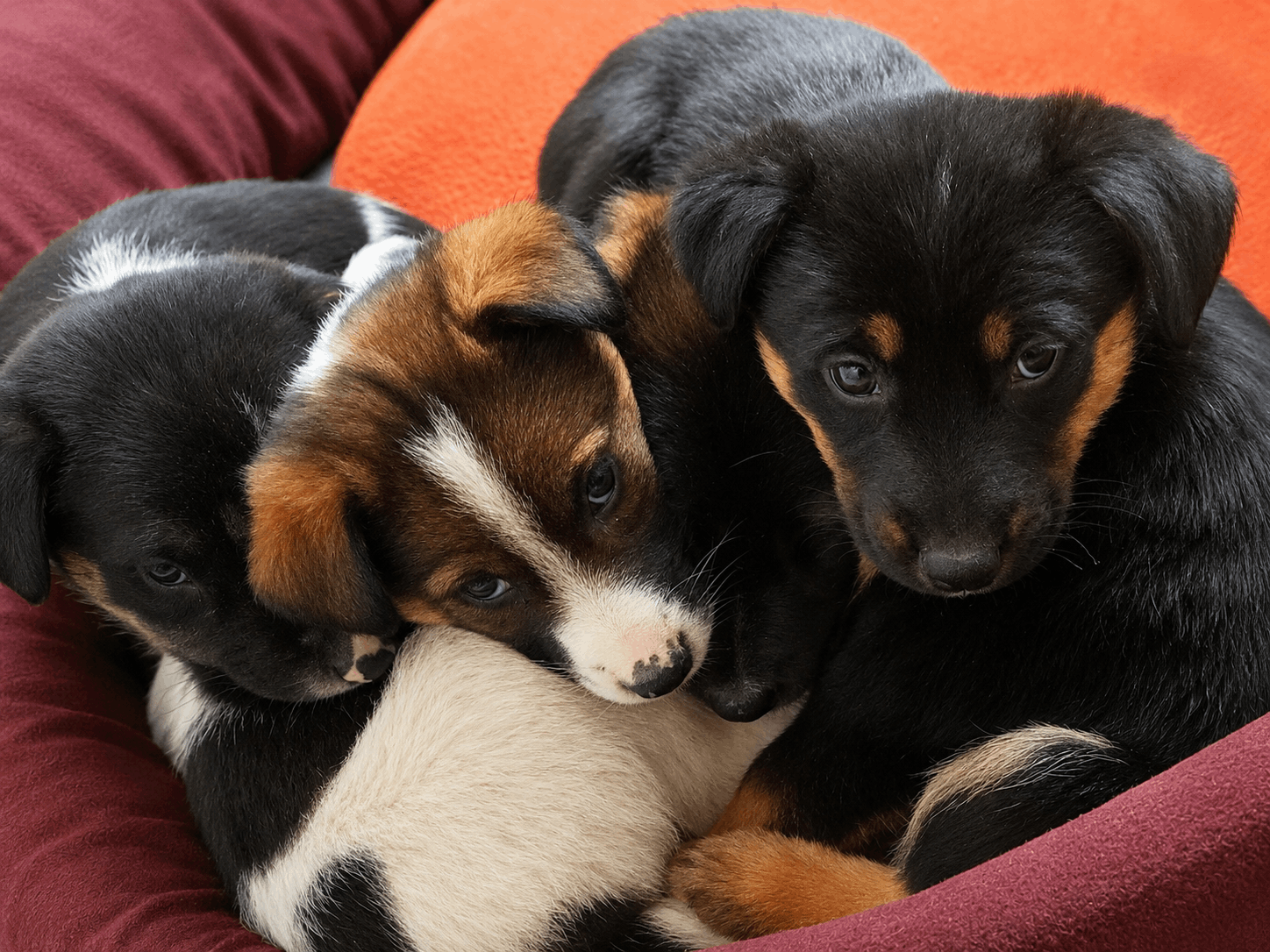 orphan puppies