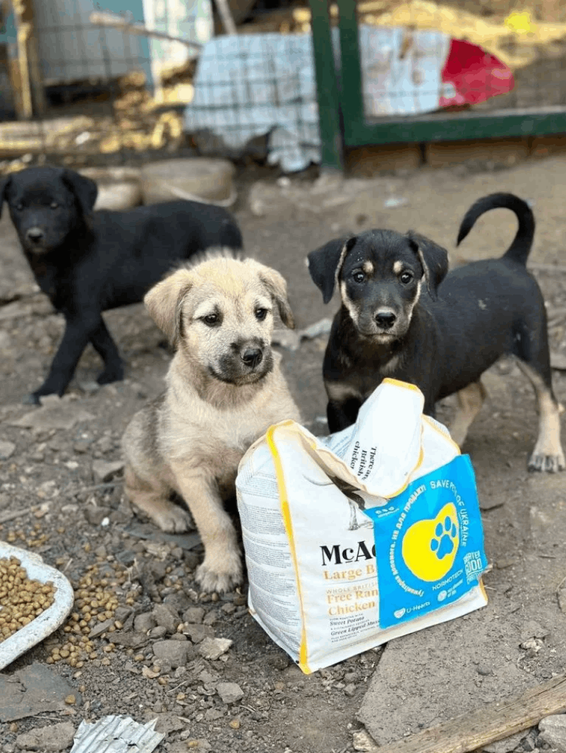 food for puppies